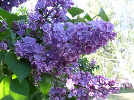 Blossoming lilac bush in early spring