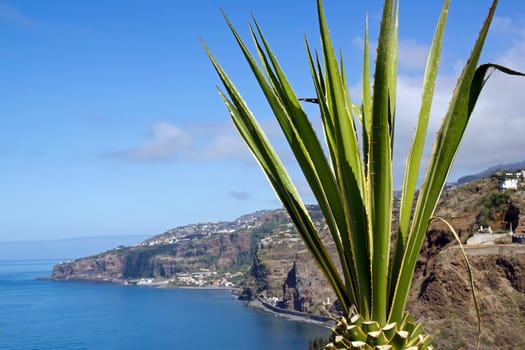 Aloe in front of the Atlantic Ocean  Madeira