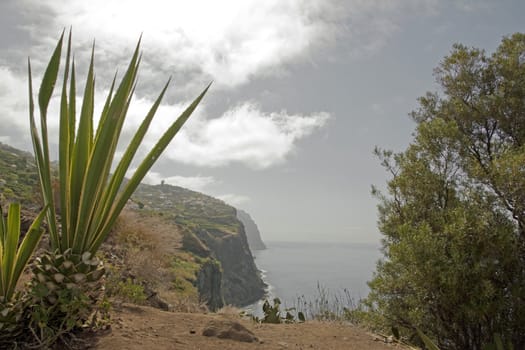 wild nature, west coast of Madeira
