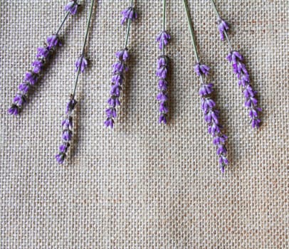 Bunch of lilac lavender flowers on sackcloth background