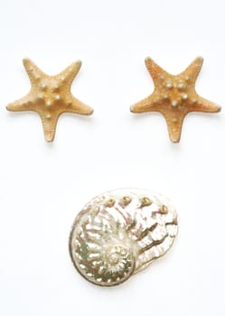 Sea stars and seashell isolated on white background