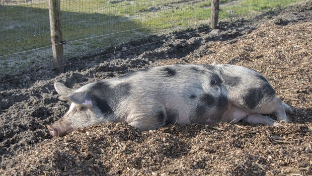 pig sleeping in the sand