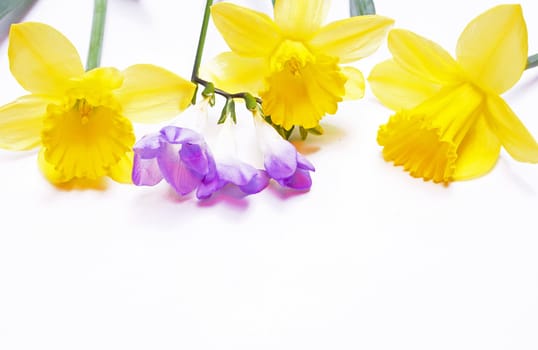 Yellow daffodils and lilac flower on the white background 