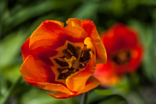 Tulip blossom