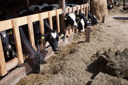 Cows feeding hay in a farm