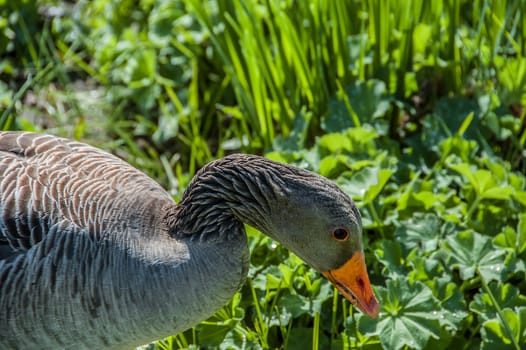 Gray goose in the botanical garden in Hamburg