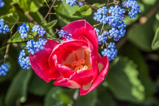 Tulpe mit Vergissmeinnicht