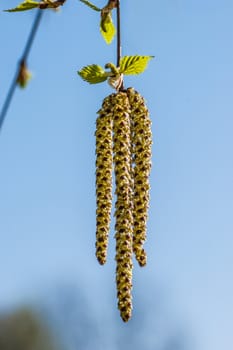 Hazelnut blooming in spring in hamburg