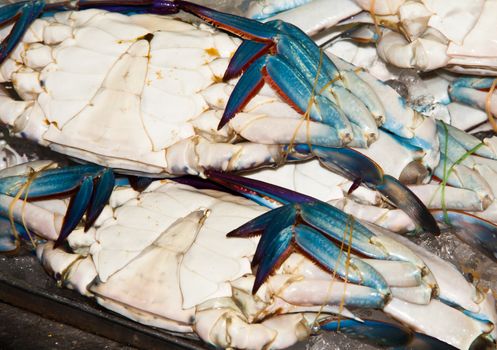 Sea crab was taken from the sea and immersed in ice in a plastic tray.