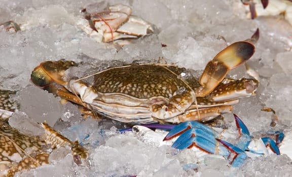 Sea crab was taken from the sea and immersed in ice in a plastic tray.