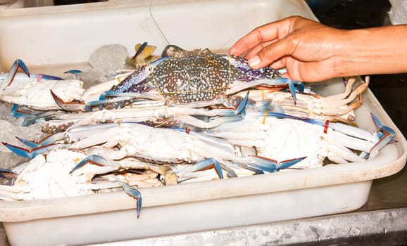 Sea crab was taken from the sea and immersed in ice in a plastic tray.