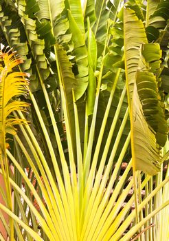 The banana stem. Arranged like a fan.