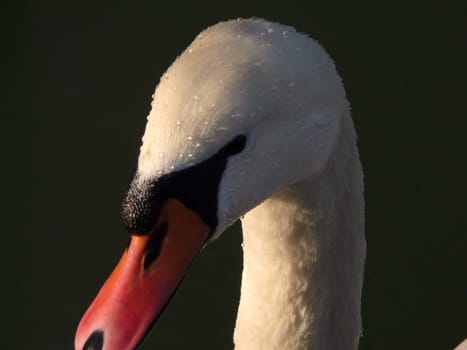 swan