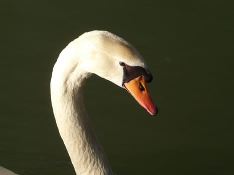 swan