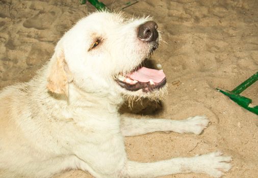White dog lying on the sand.