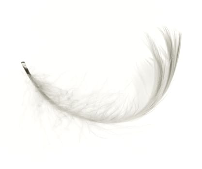 White feather, isolated.