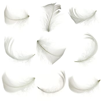 Set of white feather, isolated.