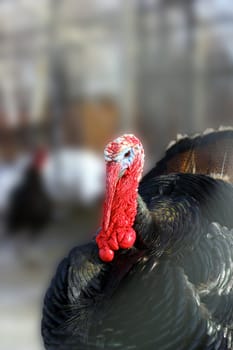 big turkey male standing proud in the farm yard