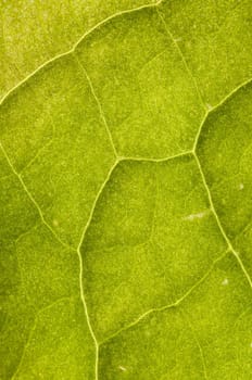 Leaf veins detail in back light