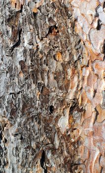 textured detail of old pine bark