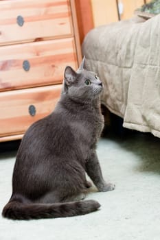 A gray cat sitting on the floor near bed
