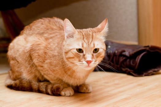 A young ginger tabby cat on the floor
