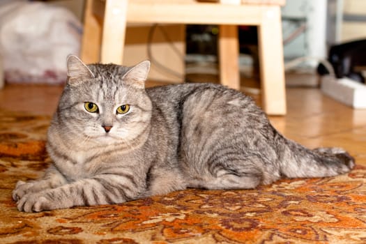 A grey tabby cat lying on a wooden floor
