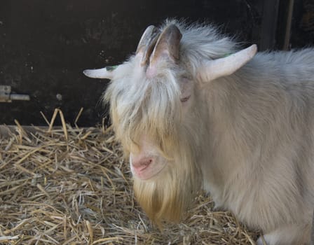 old goat with long hair on the farm