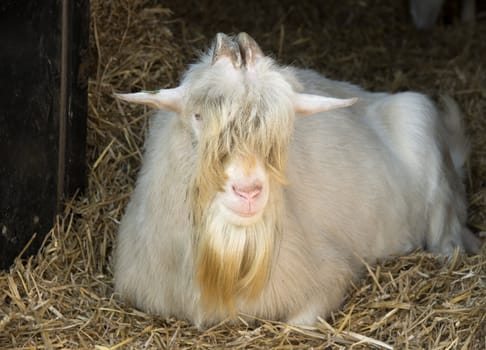 old goat with long hair on the farm