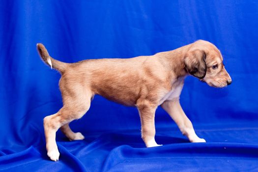 A brown saluki pup walking on blue background
