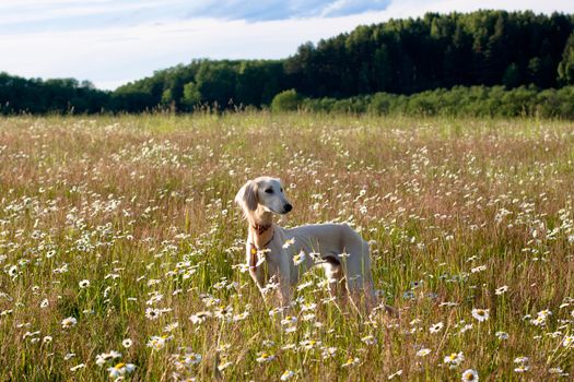 A standing young white saluki in a summer meadow
