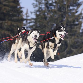 sportive dog team is running in the snow