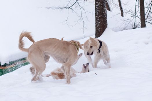 White hound pups in a winter park
