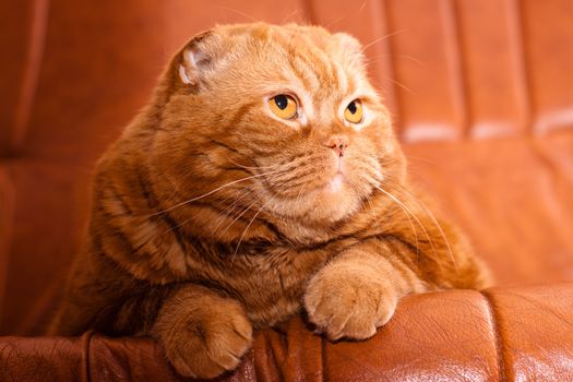 A scottish fold cat lying on leather sofa
