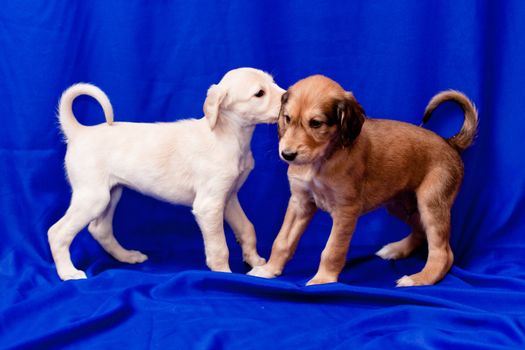 A brown and a white saluki pups standing on blue background
