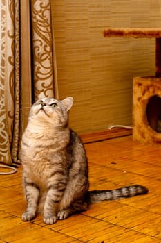 A grey tabby cat sitting on a wooden floor
