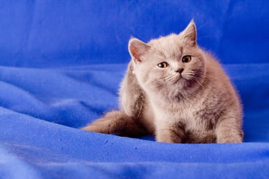 A British kitten lying on textile background
