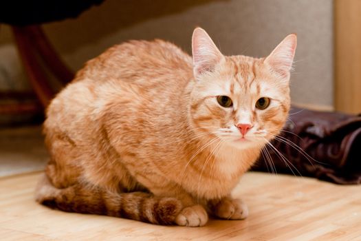 A young ginger tabby cat on the floor
