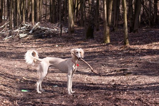 A standing young white saluki in a spring forest
