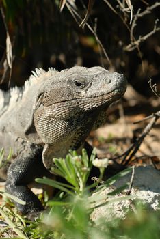 Wild iguana portrait on the rock under the sun 