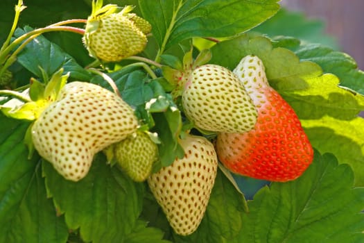 Red and green strawberries amid leaves