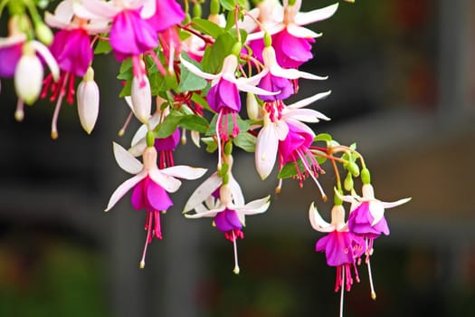 White and pink flowers of fuchsia