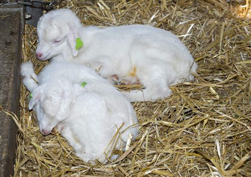 two young lamb goat with green ear marks