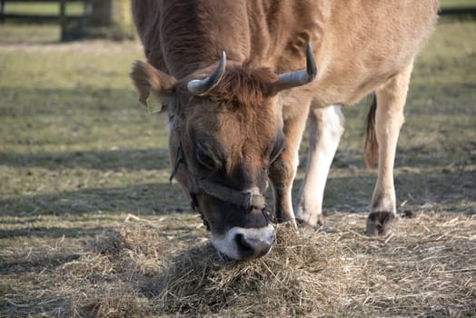 big brown cow eating grass food