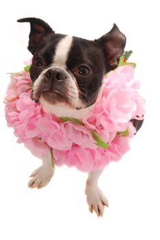 A purebred Boston Terrier wearing a pink Lei. Hawaiian vacation and party theme