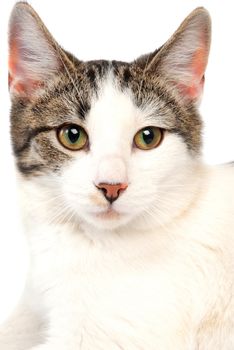 A close-up of a cat on white