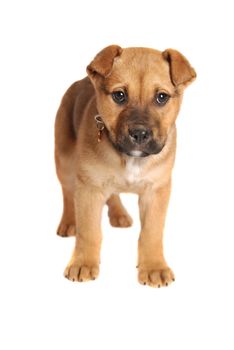 A boxer mastiff puppy on white.
