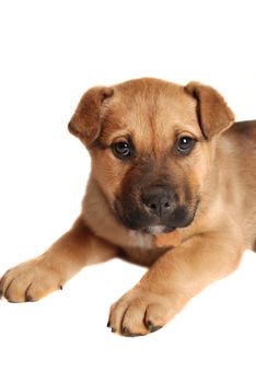 Portrait of a boxer puppy laying down on white
