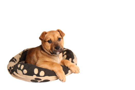 A mastiff puppy lying on a dog bed