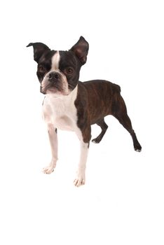 Purebred Boston Terrier on a White Background